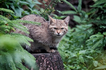 Naklejka na ściany i meble Europäische Wildkatze oder Waldkatze ( Felis silvestris ).