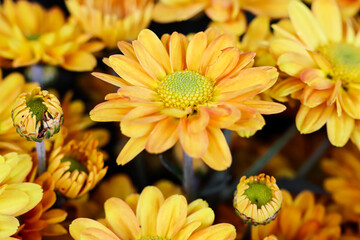 Bunga Krisan also known as seruni in Indonesian. Chryssanths flowers is flowering plants of the genus Chrysanthemum in the family Asteraceae. Use for wedding flowers, background, decoration, etc