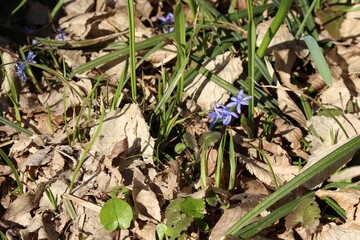 Delicate blue galanthuses bloom among dry last year's leaves in a spring forest