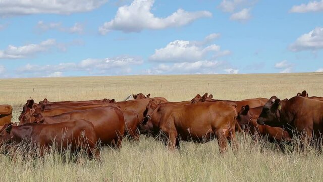 Herd of free-range cattle grazing in grassland on a rural farm, South Africa
