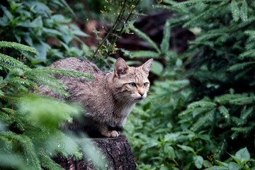 Europäische Wildkatze oder Waldkatze ( Felis silvestris ).