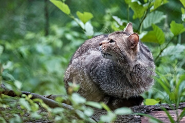 Europäische Wildkatze oder Waldkatze ( Felis silvestris ).