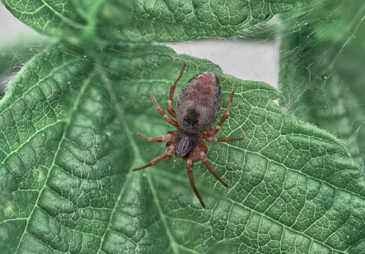 Zora spinimana wanderer spider living in the southern regions of Scandinavia. in an ambush against the background of a green leaf.