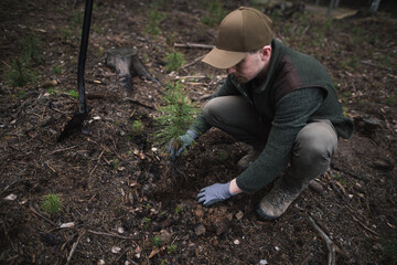 Close-up on a young man in a green clothes plants a young pine seedling in the forest. Work in forest. Pinus sylvestris, pine forest.