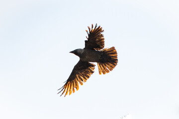 eagle in flight