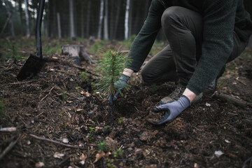 Close-up on the hands in gloves of a young man plants a young pine seedling in the middle of the forest. Work in forest. Pinus sylvestris, pine forest.