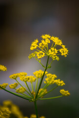 yellow flower on blue sky