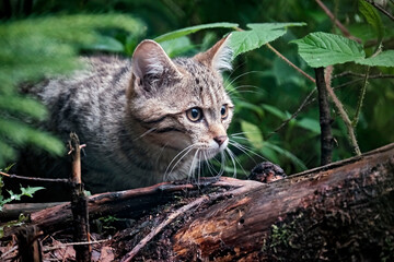 Europäische Wildkatze oder Waldkatze ( Felis silvestris ).