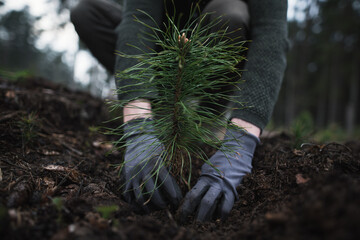 Close-up on the hands in gloves of a young man plants a young pine seedling in the middle of the forest. Work in forest. Pinus sylvestris, pine forest.