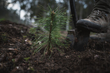 Close-up on the man 's work shoes standing on the spade ready to plant young pine seedlings. Work...