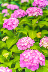 Fototapeta premium 公園に咲く梅雨の時期の紫陽花