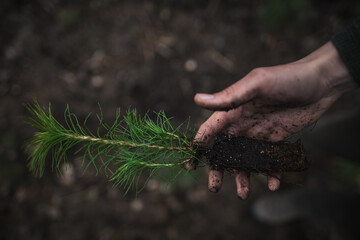 close up on a beautiful young green pine seedling holding in a man's hand on a dark background in...
