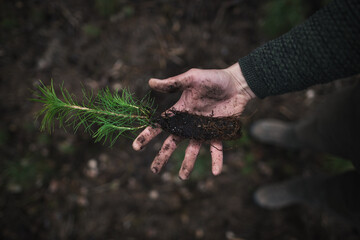 close up on a beautiful young green pine seedling holding in a man's hand on a dark background in the forest. Pinus sylvestris, forest work.