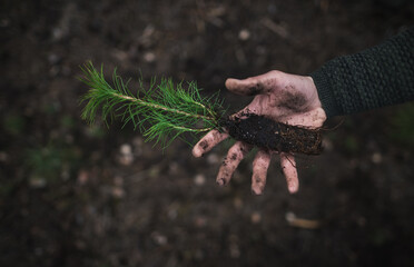 Close up on a beautiful young green pine seedling holding in a man's hand on a dark background in the forest. Pinus sylvestris, forest work.