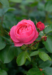 Fototapeta premium Red Rose