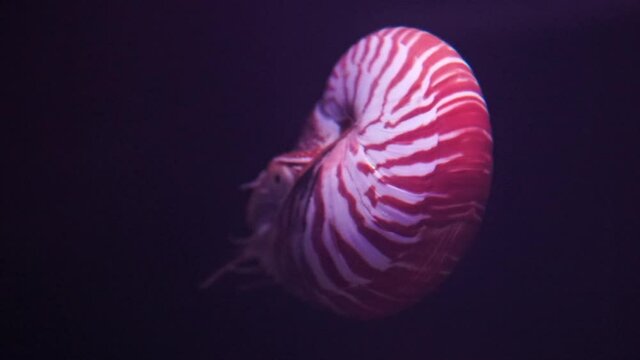 Alive marine animal chambered nautilus floating in water perfect proportion animal shell