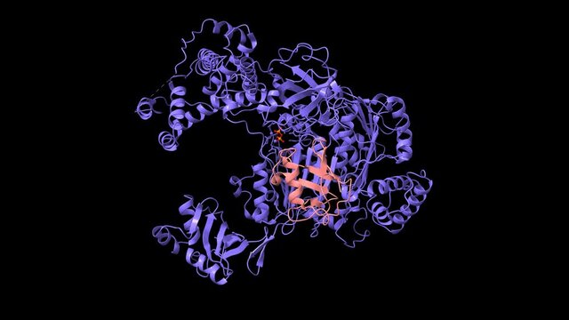Structure of human ubiquitin activating enzyme E1 (Uba1, blue) in complex with ubiquitin (pink), 3D cartoon and Gaussian surface model, based on PDB 6dc6, black background