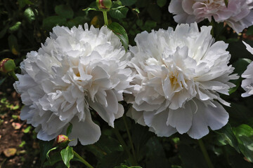 Pivoine blanche