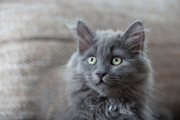 Fototapeta na wymiar Sibirer Kitten in blau