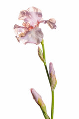 Blooming pink iris garden flower isolated on white background. Summer floral background