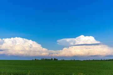 Obraz premium Green field forest on the horizon 