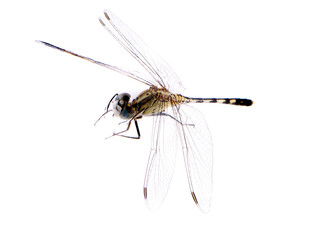 dragonfly isolate on white background.