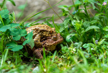 a couple of toads mating in the forest