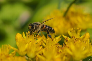 bee on yellow flower