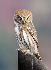 Fotografía de un Chuncho Austral (Glaucidium nana) vigilando su presa desde una madera en Malalcahuello, Araucanía Andina, Chile.