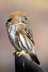 Fotografía de un Chuncho Austral (Glaucidium nana) vigilando su presa desde una madera en Malalcahuello, Araucanía Andina, Chile.