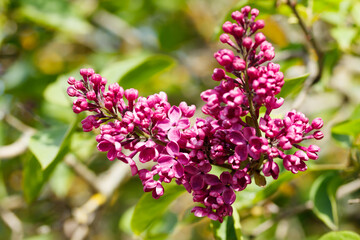 Beautiful lilac purple flowers blooming in the garden