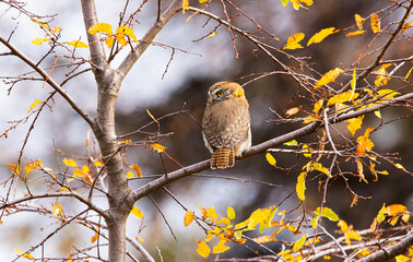 Fotografía de un Chuncho Austral (Glaucidium nana) vigilando su presa desde un arbol en...