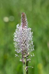 inflorescence of hoary plantain (Plantago media).