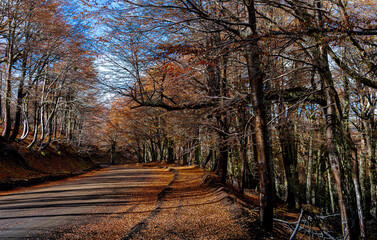 Fotografía de camino de Montaña en Otoño en la Araucanía Andina, Chile