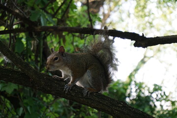 Squirrel on a tree looking for food