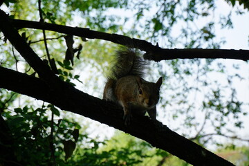 Squirrel on a tree looking for food