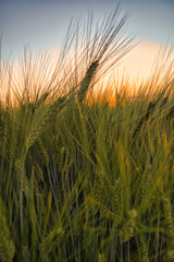 Obraz premium Gras im Wind