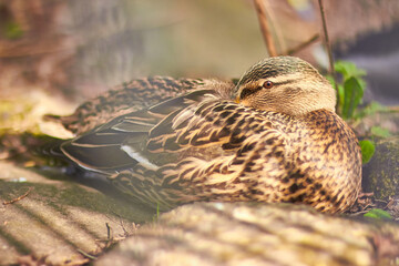 Duck sat in the shade on a sunny day