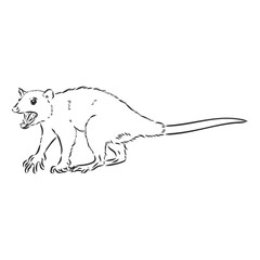 Vector sketch possum muzzle possum vector illustration
