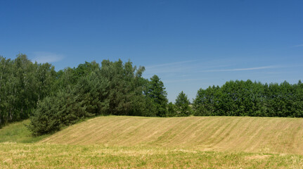 Fototapeta na wymiar Polish summer field and trees 