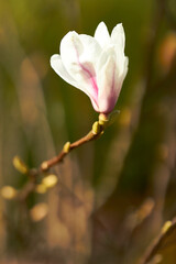 White and pink magnolia