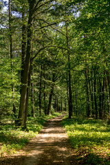 Fototapeta na wymiar Polish summer forest in Wielkopolska 