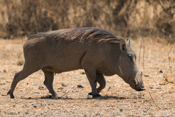 Common Warthog - Phacochoerus africanus, common mammal from African bushes and savannahs and woodlands, Abidjatta-Shalla, Ethiopia.