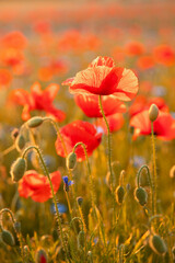 Obraz premium Czerwone maki.