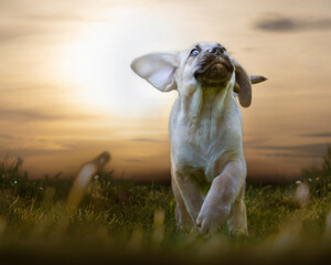 Broholmer Welpe läuft lächelnd auf Gras im Sonnenuntergang