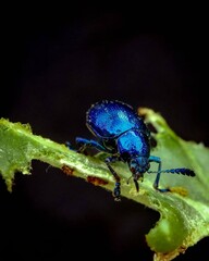 Fototapeta premium bug on a leaf