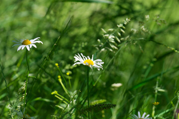 Margeriten auf einer Wiese vor schönem dunkelgrünen Bokeh