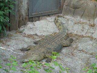 alligator in the everglades