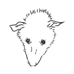 Vector sketch possum muzzle possum vector illustration