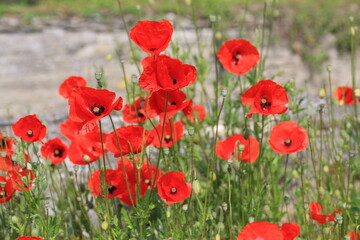 Obraz premium Red poppies in sunny June